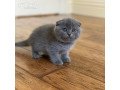 scottish-fold-kitten-small-0