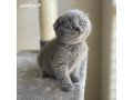 scottish-fold-kitten-small-1