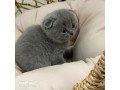 scottish-fold-kitten-small-2