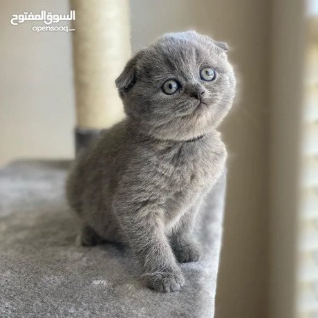 scottish-fold-kitten-big-1