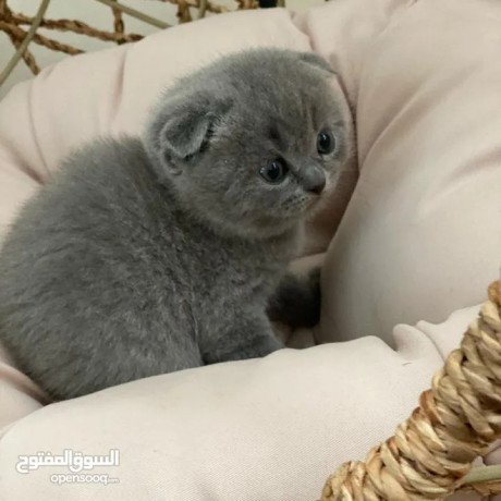 scottish-fold-kitten-big-2